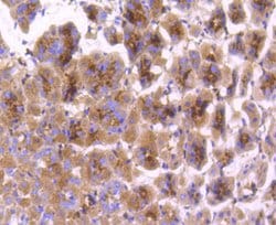 Invitrogen COX1 Recombinant Rabbit Monoclonal Antibody (SC68-05) 100 &mu;L;