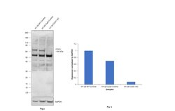 Invitrogen COX1 Recombinant Rabbit Monoclonal Antibody (SC68-05) 100 &mu;L;