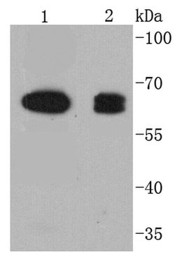 Invitrogen COX1 Recombinant Rabbit Monoclonal Antibody (SC68-05) 100 &mu;L;