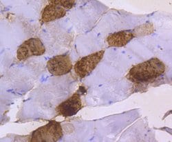 Invitrogen MYL2 Recombinant Rabbit Monoclonal Antibody (SN67-09) 100 &mu;L;