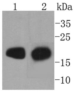 Invitrogen MYL2 Recombinant Rabbit Monoclonal Antibody (SN67-09) 100 &mu;L;