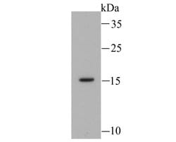 Invitrogen MYL2 Recombinant Rabbit Monoclonal Antibody (SN67-09) 100 &mu;L;