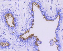 Invitrogen MUC1 Recombinant Rabbit Monoclonal Antibody (SN06-80) 100 &mu;L;