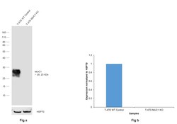 Invitrogen MUC1 Recombinant Rabbit Monoclonal Antibody (SN06-80) 100 &mu;L;