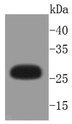 Invitrogen Phospho-HSP27 (Ser82) Recombinant Rabbit Monoclonal Antibody