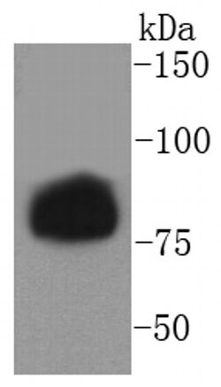 Invitrogen Phospho-HSL (Ser853) Recombinant Rabbit Monoclonal Antibody