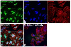 Invitrogen hnRNP C1/C2 Recombinant Rabbit Monoclonal Antibody (SN0652)