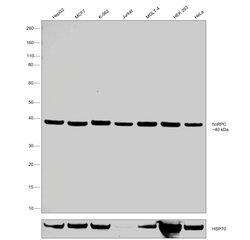 Invitrogen hnRNP C1/C2 Recombinant Rabbit Monoclonal Antibody (SN0652)