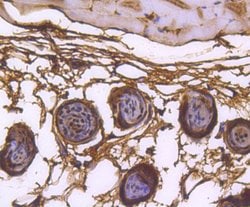 Invitrogen hnRNP C1/C2 Recombinant Rabbit Monoclonal Antibody (SN0652)