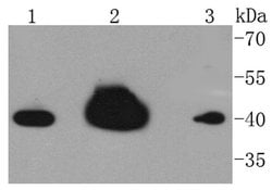 Invitrogen hnRNP C1/C2 Recombinant Rabbit Monoclonal Antibody (SN0652)