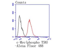 Invitrogen Phospho-c-Myc (Thr58) Recombinant Rabbit Monoclonal Antibody