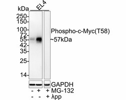 Invitrogen Phospho-c-Myc (Thr58) Recombinant Rabbit Monoclonal Antibody