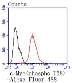 Invitrogen Phospho-c-Myc (Thr58) Recombinant Rabbit Monoclonal Antibody