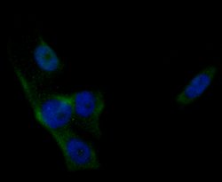 Invitrogen PLCG1 Recombinant Rabbit Monoclonal Antibody (SN06-10) 100 &mu;L | Buy Online | Invitrogen&trade; | Fisher Scientific