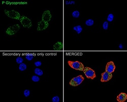 Invitrogen P-Glycoprotein Recombinant Rabbit Monoclonal Antibody (SN06-42)