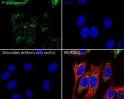 Invitrogen P-Glycoprotein Recombinant Rabbit Monoclonal Antibody (SN06-42)