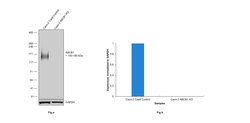 Invitrogen P-Glycoprotein Recombinant Rabbit Monoclonal Antibody (SN06-42)