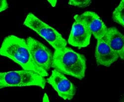 Invitrogen Phospho-SIRT1 (Ser47) Recombinant Rabbit Monoclonal Antibody