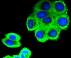 Invitrogen Phospho-SIRT1 (Ser47) Recombinant Rabbit Monoclonal Antibody