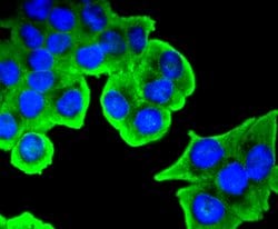 Invitrogen Phospho-SIRT1 (Ser47) Recombinant Rabbit Monoclonal Antibody