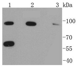 Invitrogen RAD18 Recombinant Rabbit Monoclonal Antibody (SN66-01) 100 &mu;L;