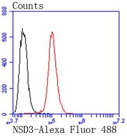 Invitrogen NSD3 Recombinant Rabbit Monoclonal Antibody (SN07-11) 100 &mu;L | Buy Online | Invitrogen&trade; | Fisher Scientific