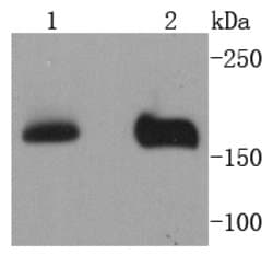 Invitrogen NSD3 Recombinant Rabbit Monoclonal Antibody (SN07-11) 100 &mu;L | Buy Online | Invitrogen&trade; | Fisher Scientific