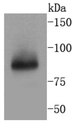 Invitrogen TNFAIP3 Recombinant Rabbit Monoclonal Antibody (SN07-31) 100