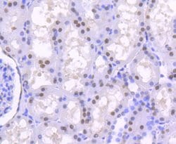 Invitrogen HNF4A Recombinant Rabbit Monoclonal Antibody (SN72-03) 100 &mu;L;