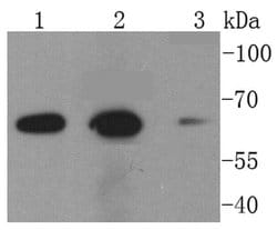 Invitrogen NOX2 Recombinant Rabbit Monoclonal Antibody (SN07-16) 100 &mu;L;