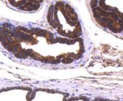 Invitrogen DJ-1 Recombinant Rabbit Monoclonal Antibody (SN07-21) 100 &mu;L;