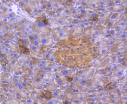 Invitrogen DJ-1 Recombinant Rabbit Monoclonal Antibody (SN07-21) 100 &mu;L;