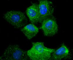 Invitrogen CD49b (Integrin alpha 2) Recombinant Rabbit Monoclonal Antibody