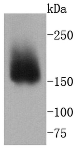 Invitrogen CD49b (Integrin alpha 2) Recombinant Rabbit Monoclonal Antibody