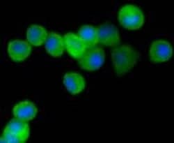 Invitrogen PPP1R1A Recombinant Rabbit Monoclonal Antibody (SN0756) 100