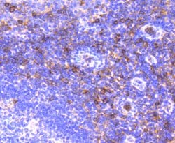Invitrogen CD13 Recombinant Rabbit Monoclonal Antibody (SN71-04) 100 &mu;L;