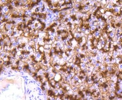 Invitrogen CD13 Recombinant Rabbit Monoclonal Antibody (SN71-04) 100 &mu;L;