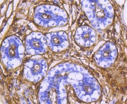 Invitrogen CD13 Recombinant Rabbit Monoclonal Antibody (SN71-04) 100 &mu;L;