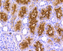 Invitrogen CD13 Recombinant Rabbit Monoclonal Antibody (SN71-04) 100 &mu;L;