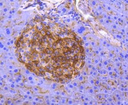 Invitrogen CD13 Recombinant Rabbit Monoclonal Antibody (SN71-04) 100 &mu;L;