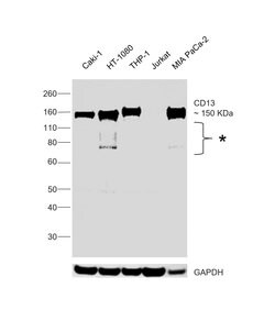 Invitrogen CD13 Recombinant Rabbit Monoclonal Antibody (SN71-04) 100 &mu;L;