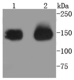 Invitrogen CD13 Recombinant Rabbit Monoclonal Antibody (SN71-04) 100 &mu;L;