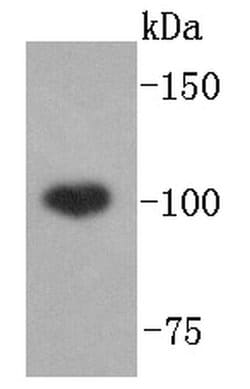 Invitrogen ABCF1 Recombinant Rabbit Monoclonal Antibody (SN07-12) 100 &mu;L;