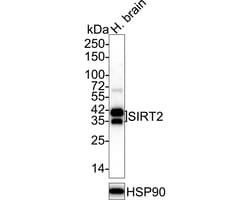 Invitrogen SIRT2 Recombinant Rabbit Monoclonal Antibody (SN70-04) 100 &mu;L | Buy Online | Invitrogen&trade; | Fisher Scientific