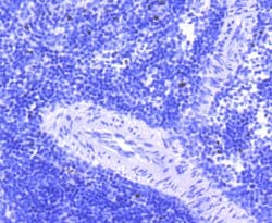 Invitrogen FosB Recombinant Rabbit Monoclonal Antibody (SN703) 100 &mu;L;