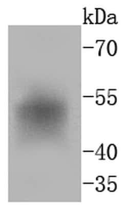 Invitrogen FosB Recombinant Rabbit Monoclonal Antibody (SN703) 100 &mu;L;