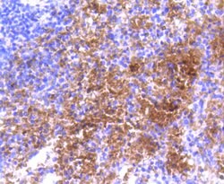 Invitrogen Hemoglobin alpha Recombinant Rabbit Monoclonal Antibody (SN70-09) 100 &mu;L | Buy Online | Invitrogen&trade; | Fisher Scientific