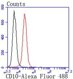 Invitrogen CD10 Recombinant Rabbit Monoclonal Antibody (SN75-07) 100 &mu;L;