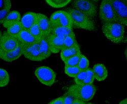 Invitrogen CD10 Recombinant Rabbit Monoclonal Antibody (SN75-07) 100 &mu;L;