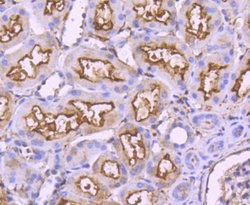 Invitrogen CD10 Recombinant Rabbit Monoclonal Antibody (SN75-07) 100 &mu;L;